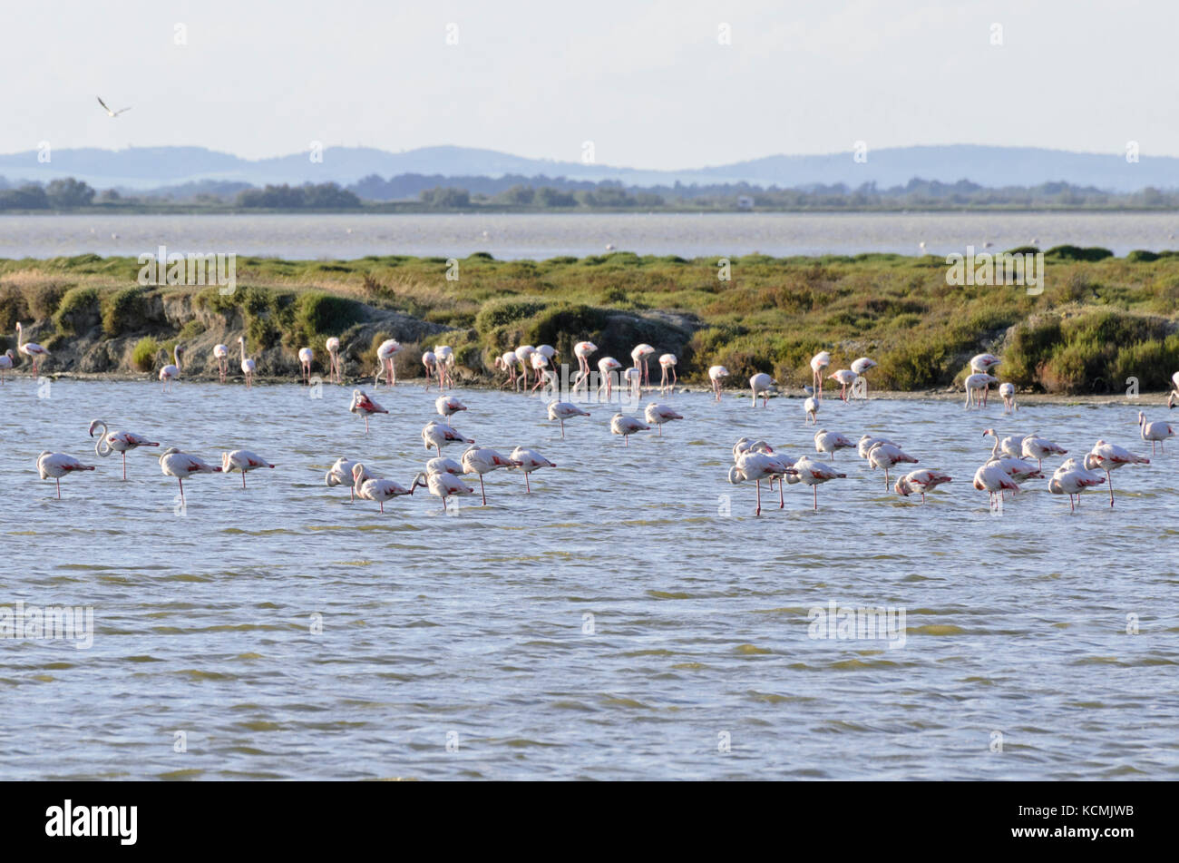 Fenicottero maggiore (Phoenicopterus roseus), CAMARGUE, Francia Foto Stock