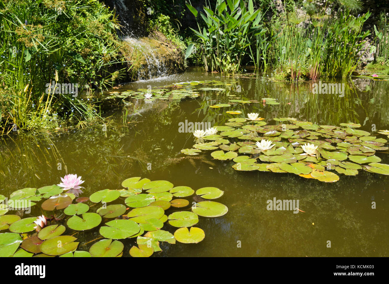 Giardino con laghetto di ninfee (Nymphaea) Foto Stock