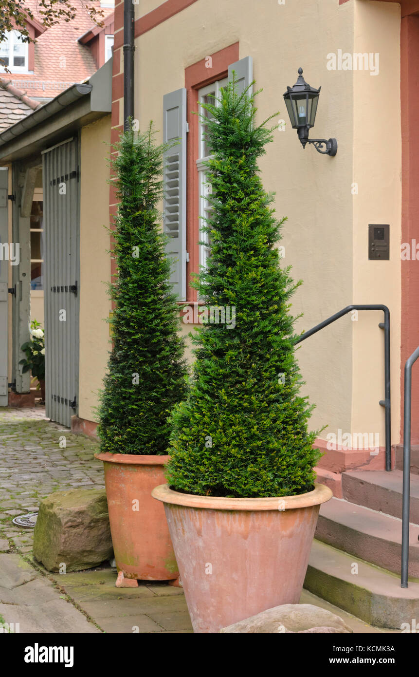 Common yew (Taxus baccata) in vasi di fiori Foto Stock