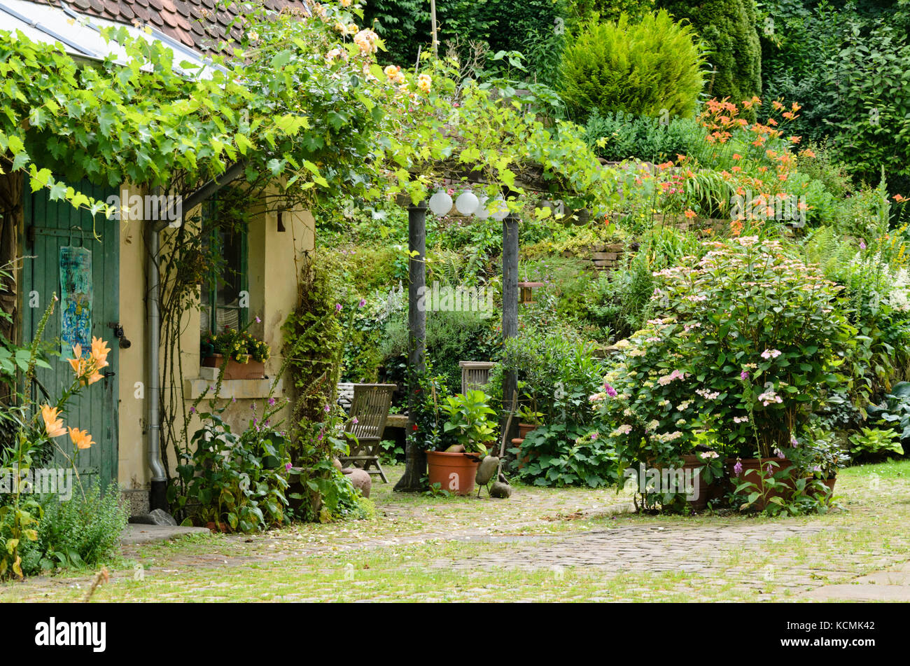 Vite (Vitis), foxgloves (Digitalis), ortensie (hydrangea) e giorno gigli (Hemerocallis) in un giardino nel cortile Foto Stock