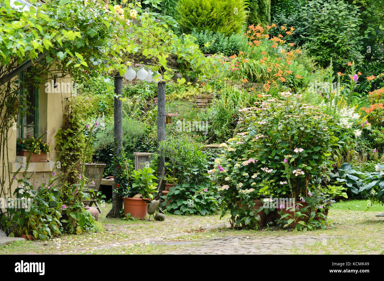 Vite (Vitis), foxgloves (Digitalis), ortensie (hydrangea) e giorno gigli (Hemerocallis) in un giardino nel cortile Foto Stock