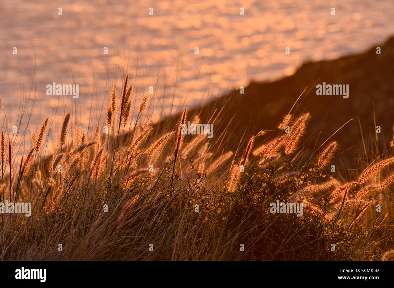 Erbe nella luce della sera, gran canaria, Spagna Foto Stock