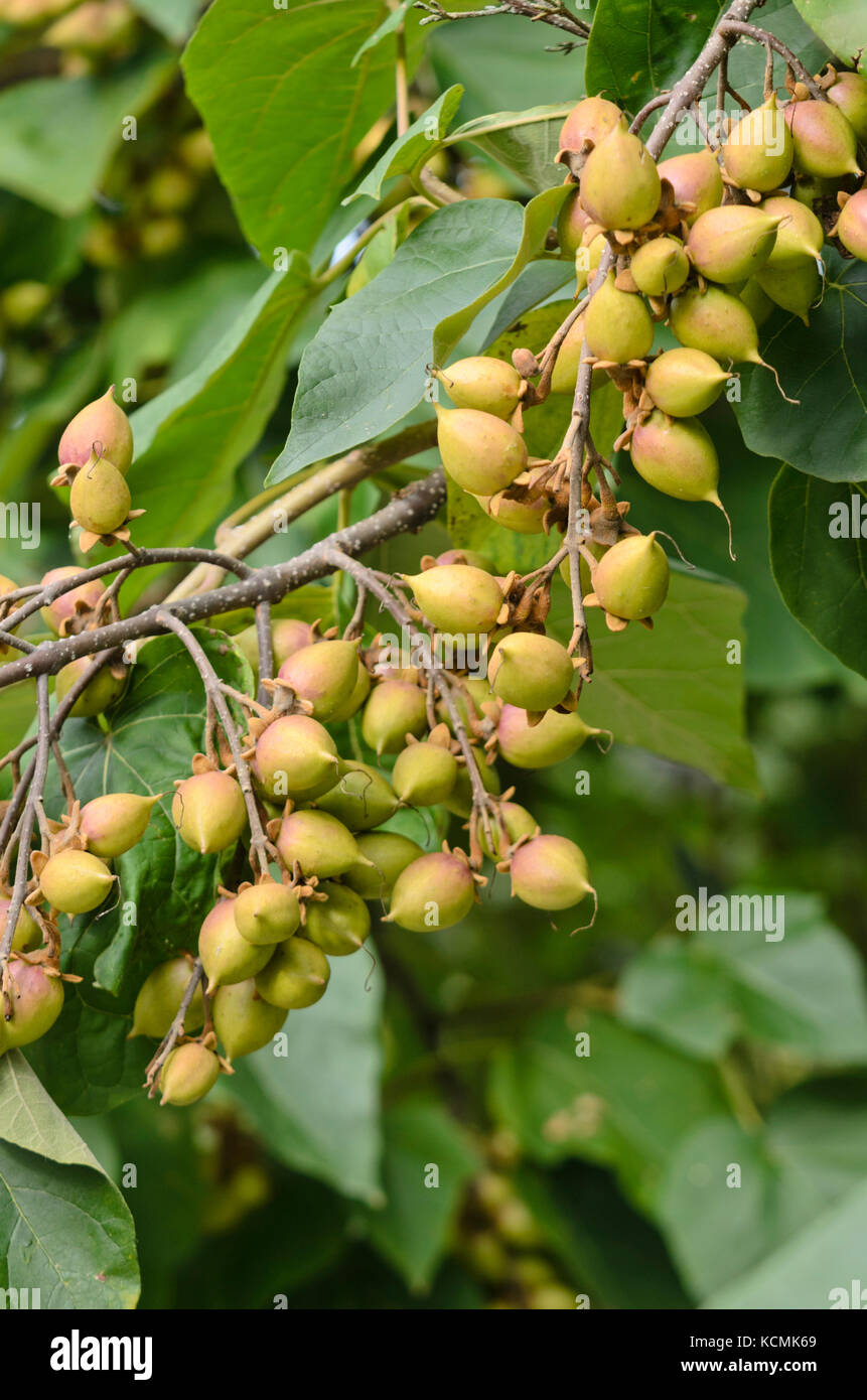 Foxglove tree (paulownia tomentosa) Foto Stock