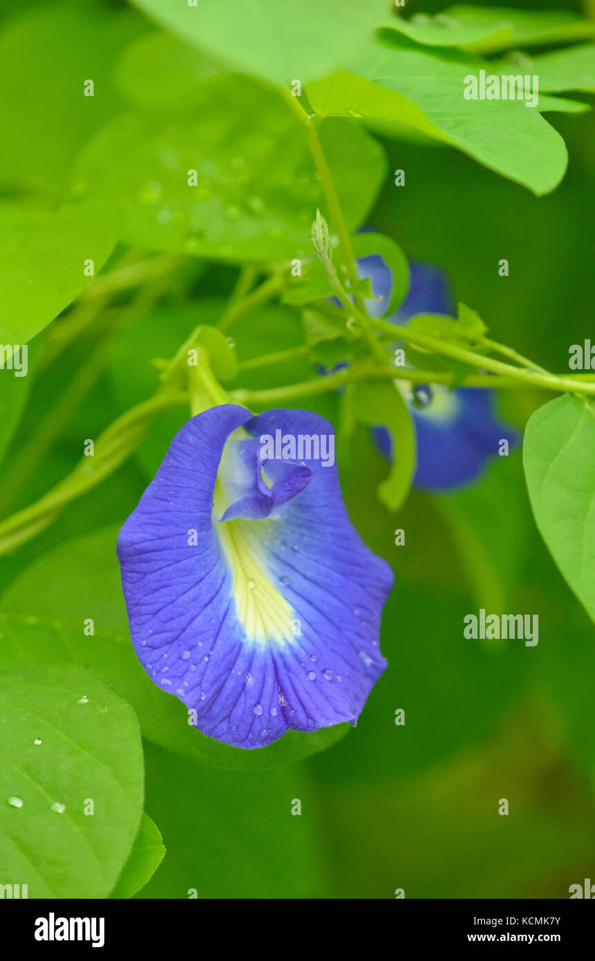 Butterfly pea pisello blu (clitoria ternatea) Foto Stock