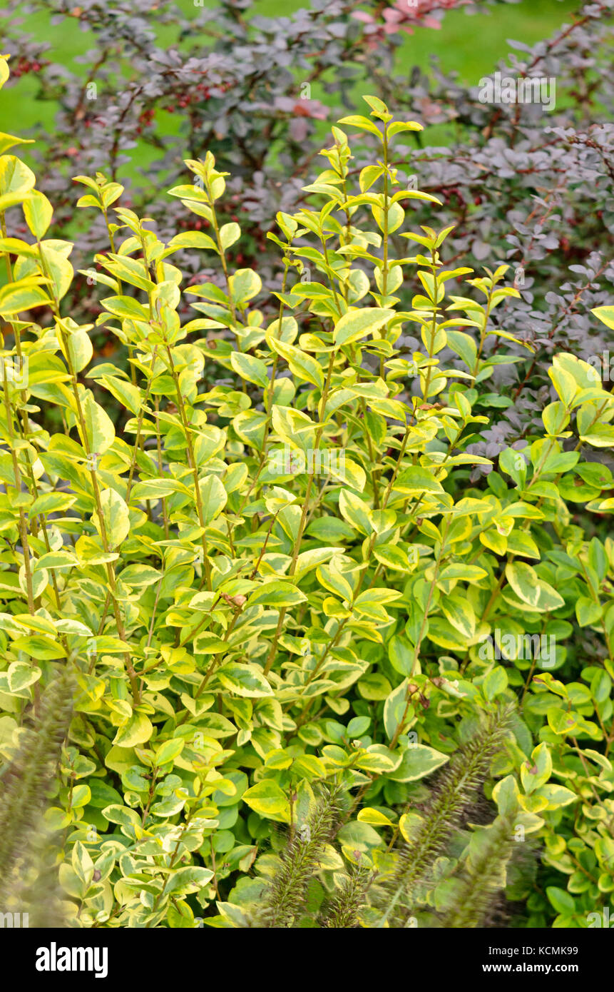 California ligustro (Ligustrum ovalifolium 'aureum") Foto Stock