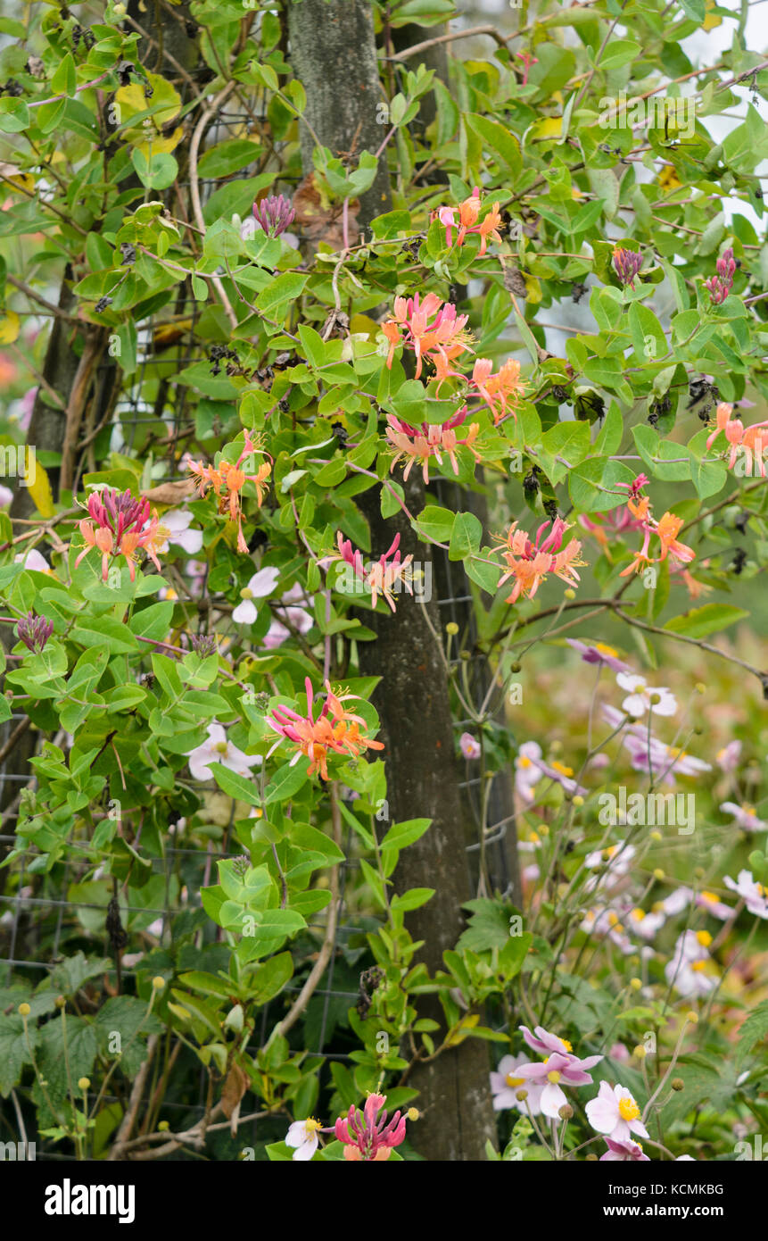 Caprifoglio (lonicera x heckrottii) Foto Stock