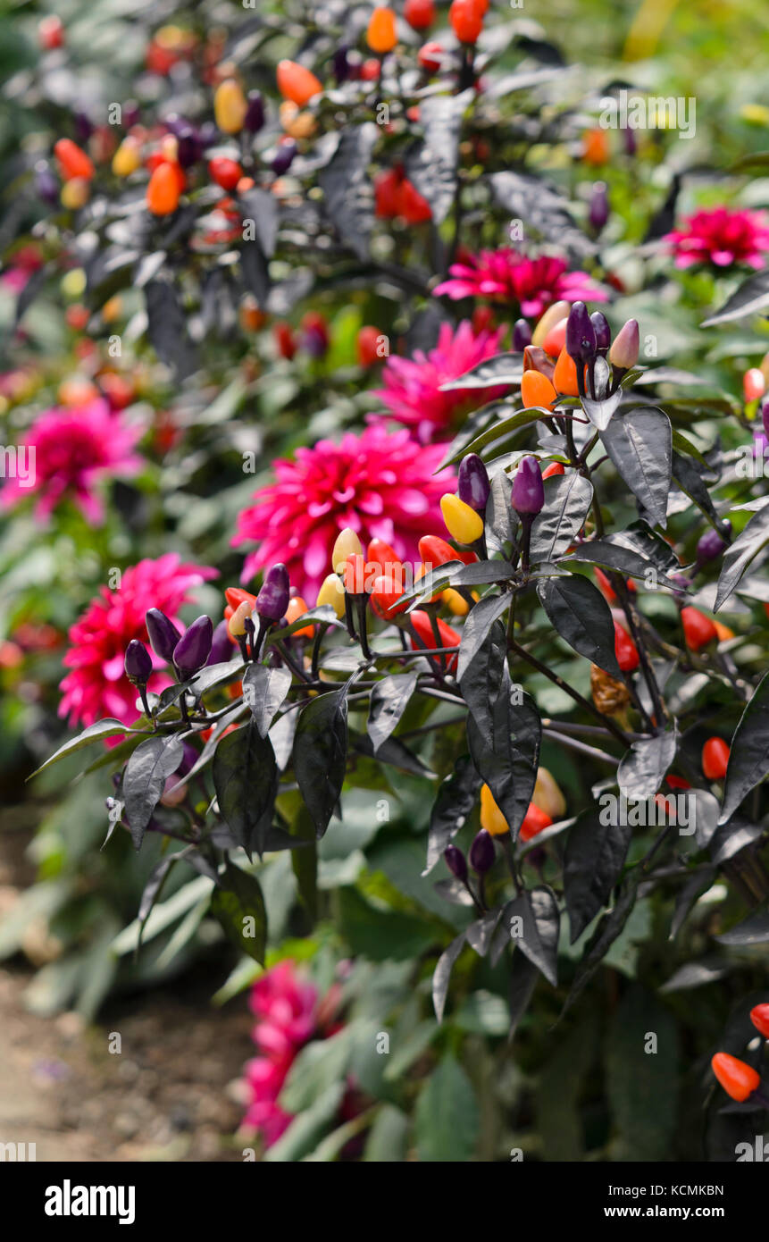 Il peperoncino (capsicum) e dalie (dahlia) Foto Stock