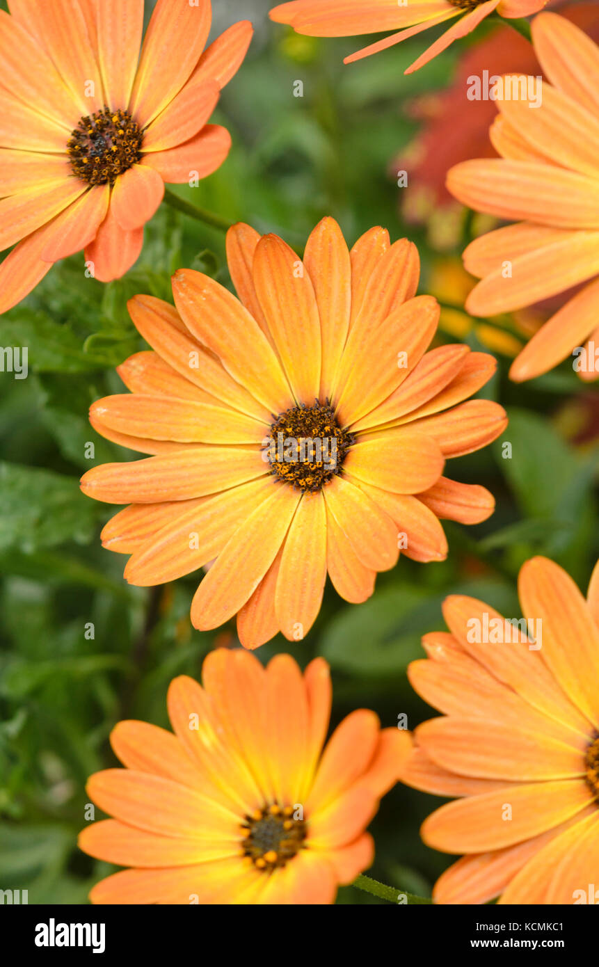 Cape marguerite (osteospermum ecklonis 'Arancione fiamma' syn. dimorphotheca ecklonis 'Arancione fiamma') Foto Stock