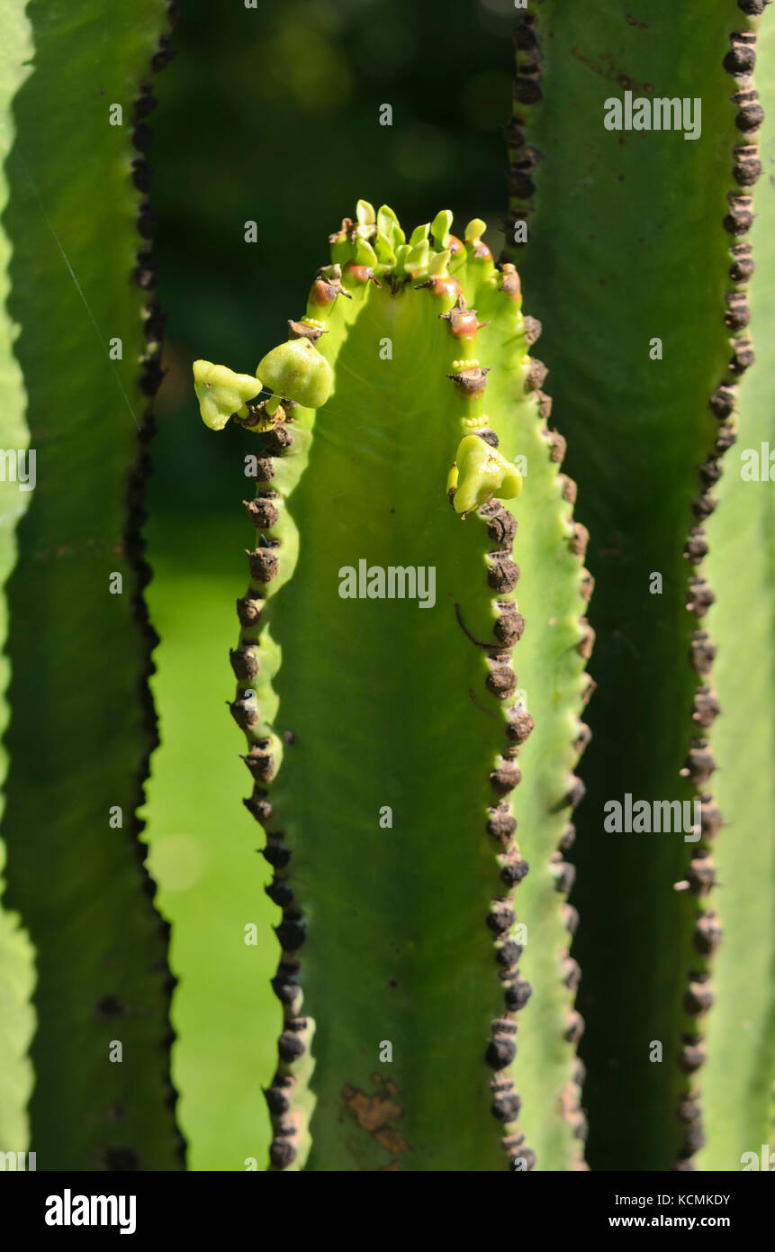Candela del deserto (euphorbia abyssinica) Foto Stock