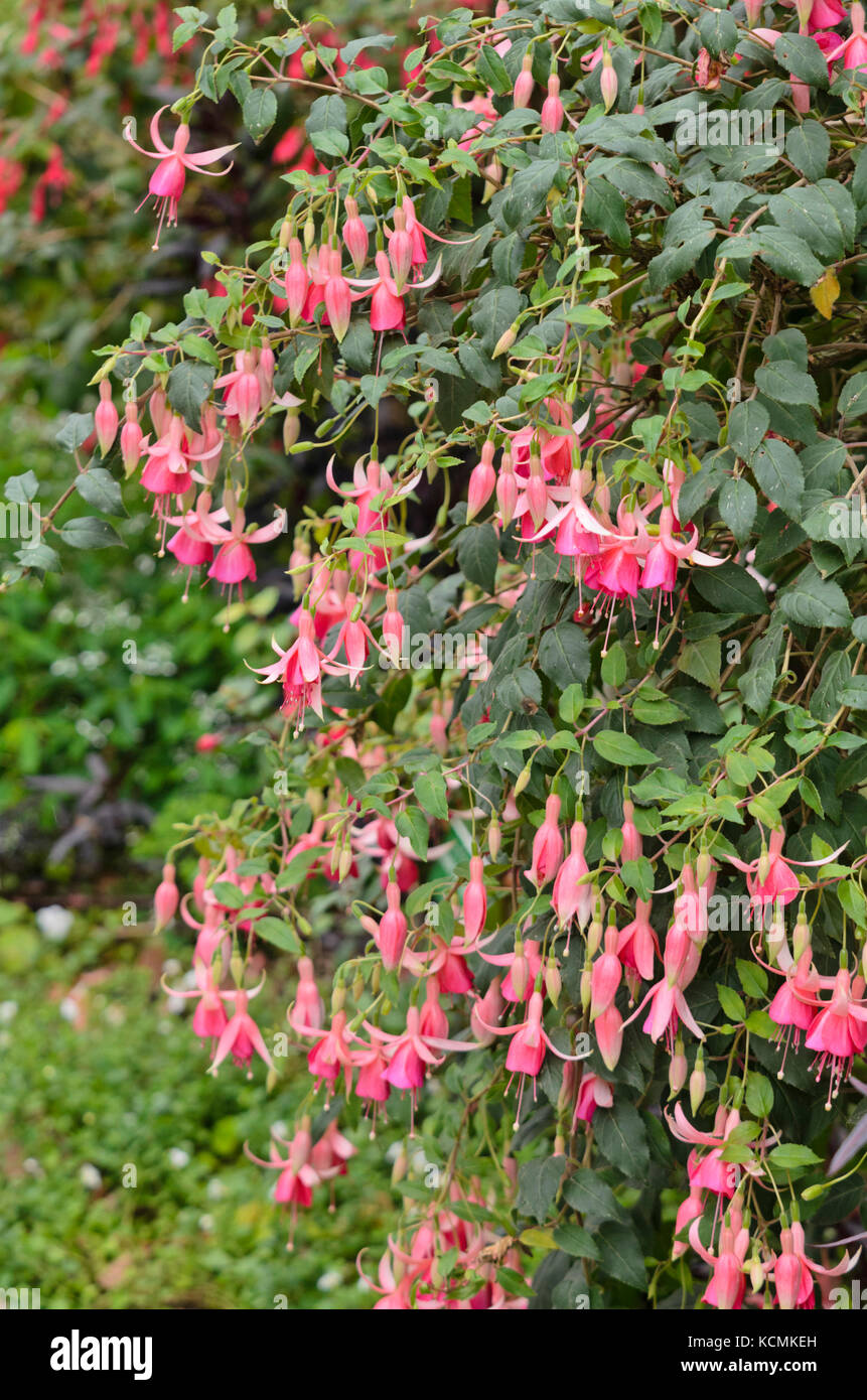 Fuchsia (fuchsia Dirk van delen) Foto Stock