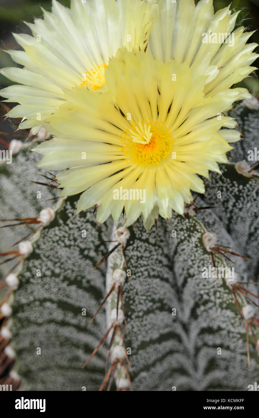 Il vescovo cappuccio del cactus (astrophytum ornatum) Foto Stock
