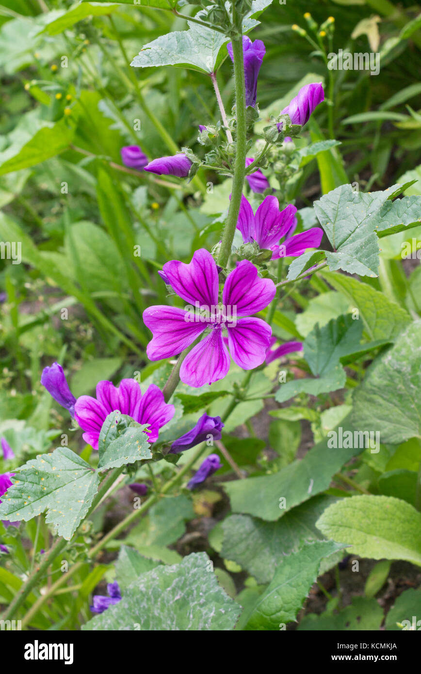 Comune (malva malva sylvestris) Foto Stock