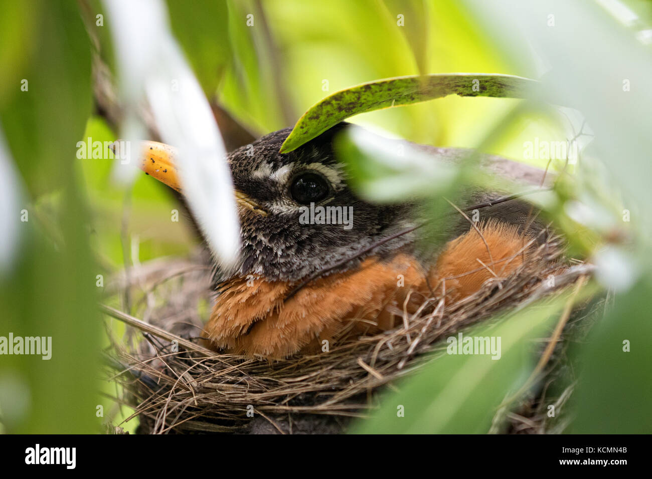 Robin nesting Foto Stock