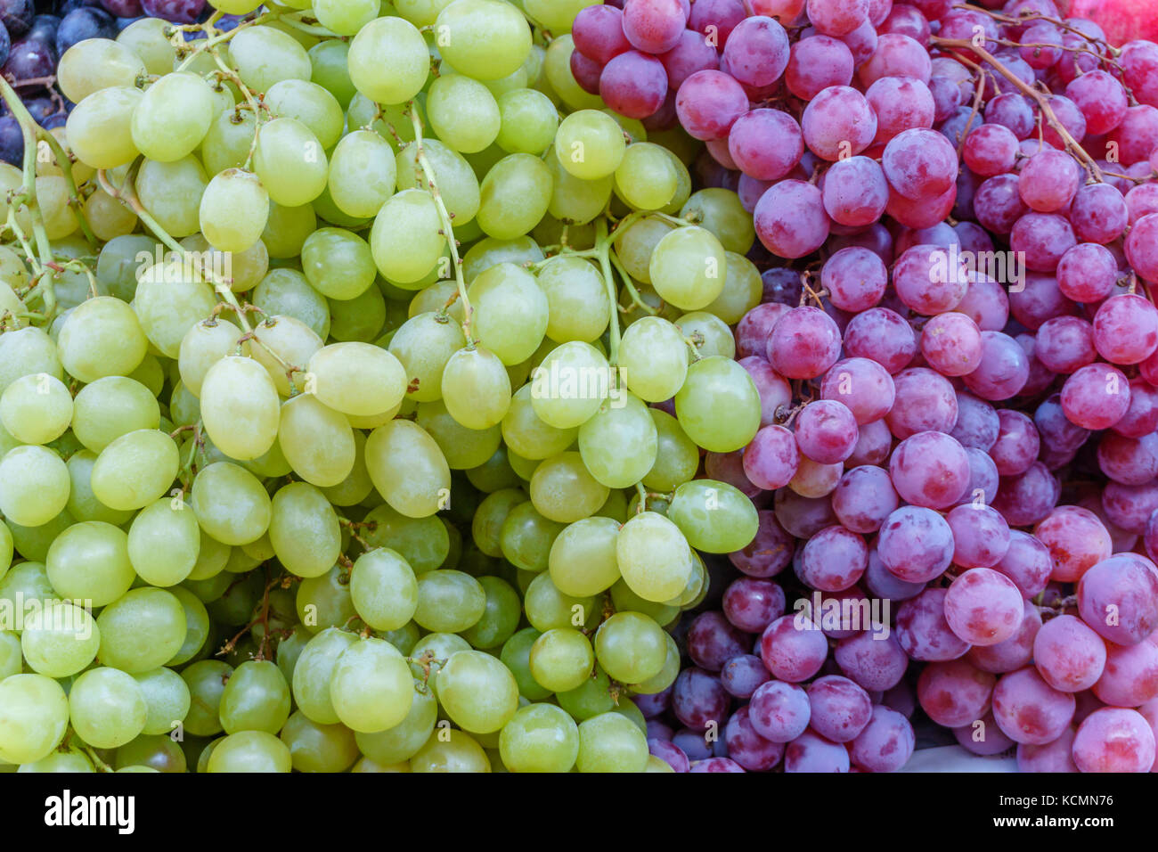 Appena raccolto di uve close-up Foto Stock