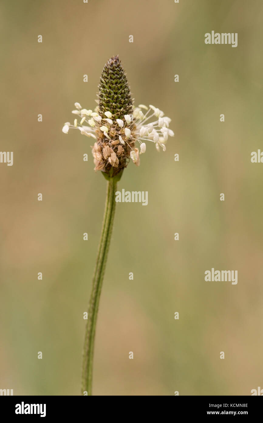 Ribwort piantaggine fiore (Planzago lanceolata) cresce in campo, Norfolk, Regno Unito Foto Stock