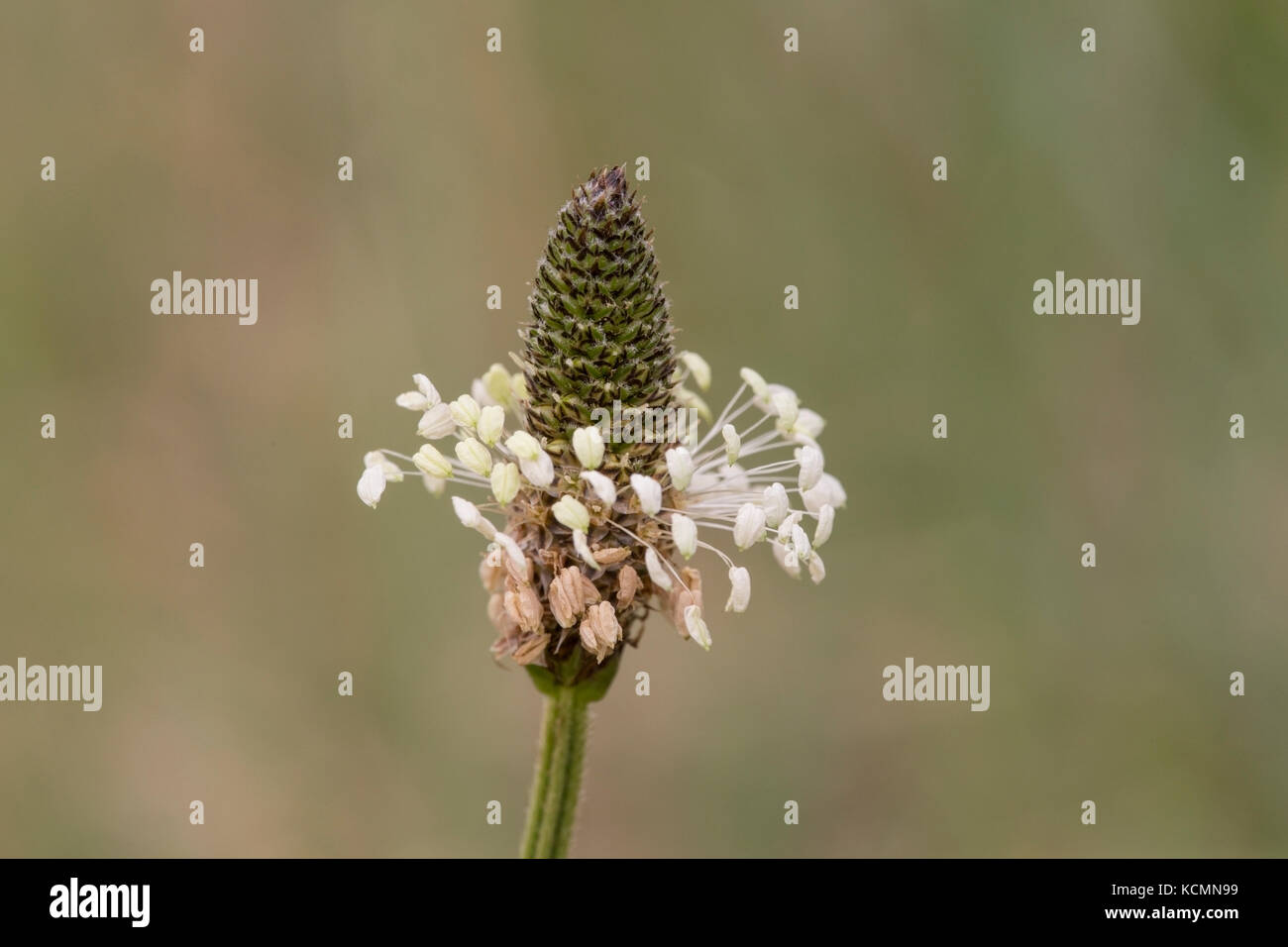 Ribwort piantaggine fiore (Planzago lanceolata) cresce in campo, Norfolk, Regno Unito Foto Stock