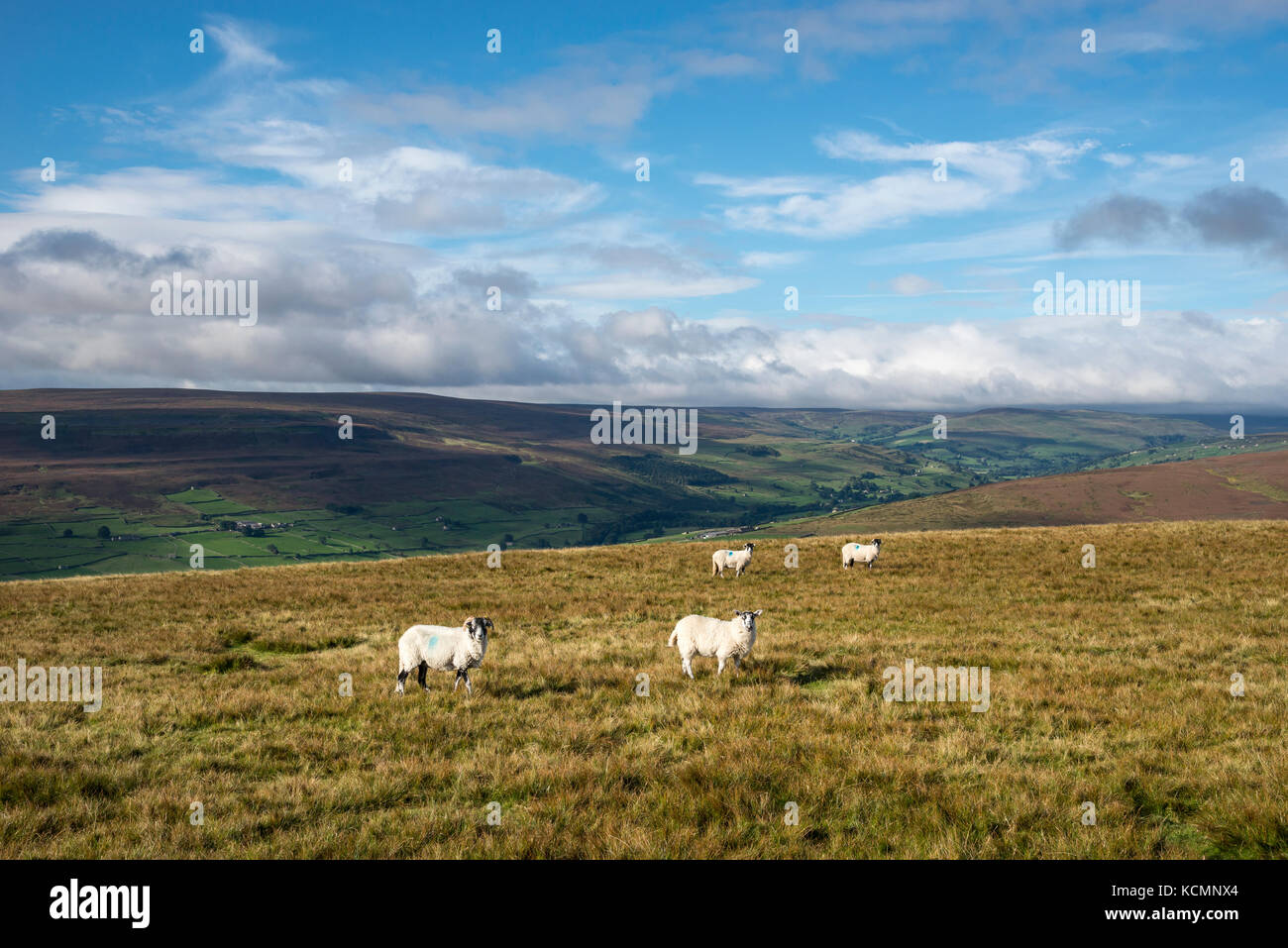 Pecore sulle colline sopra Reeth nelle Yorkshire Dales, Inghilterra. Foto Stock