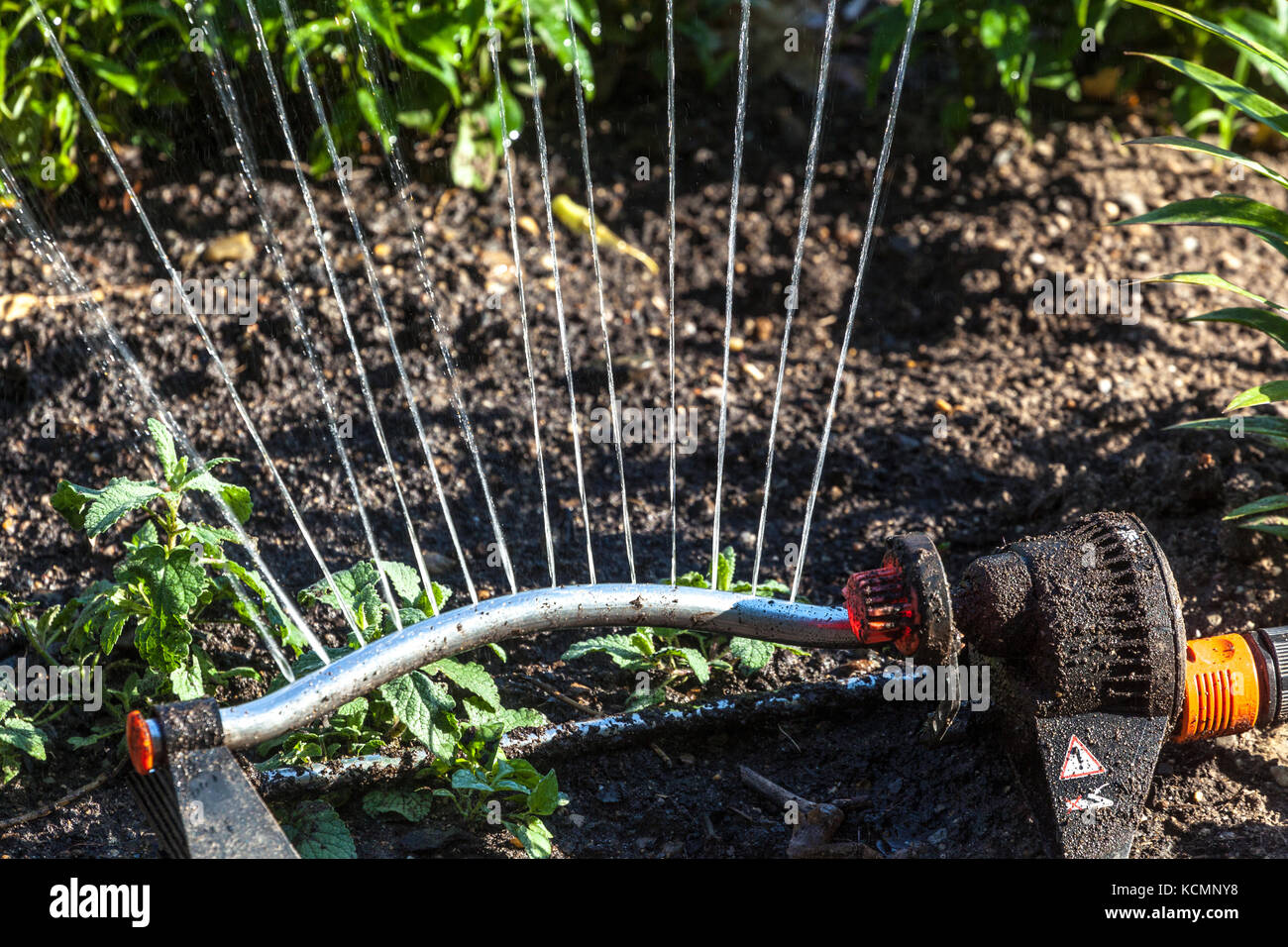 Sprinkler acqua di irrigazione di un giardino Foto Stock