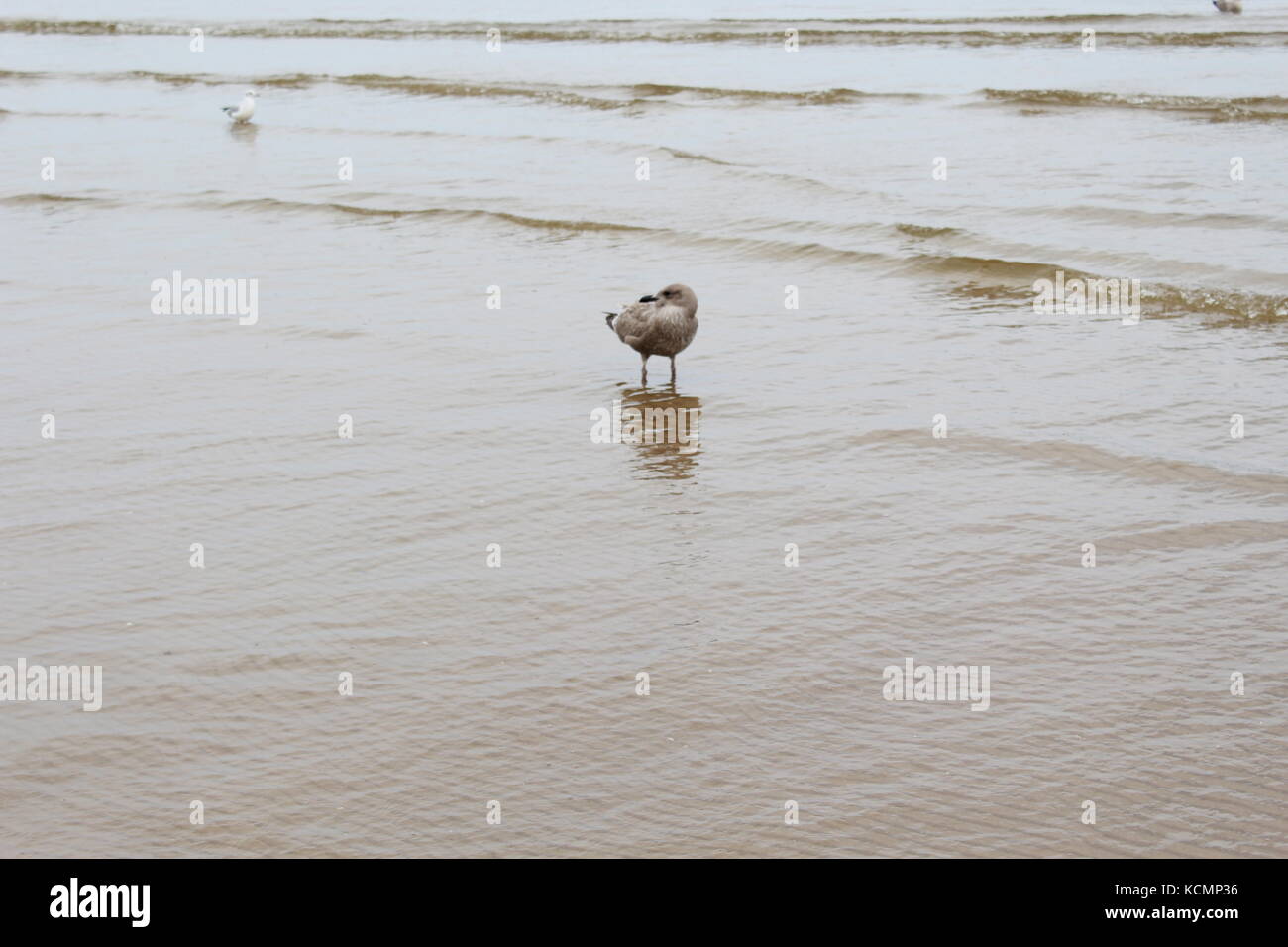 Bird sul mar baltico a riva Foto Stock