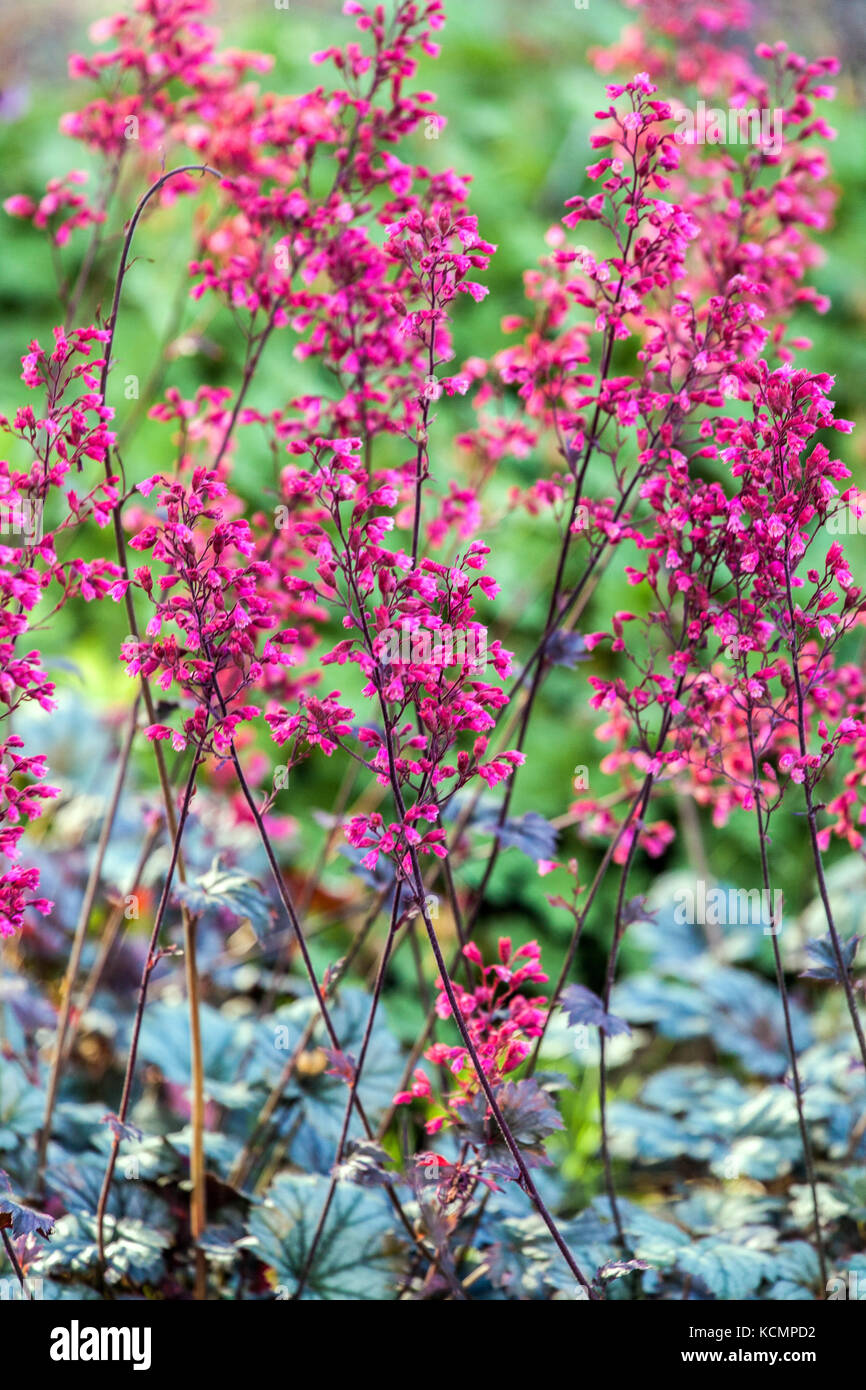Corallo Bells Heuchera "Rave on" Heuchera fiori Foto Stock