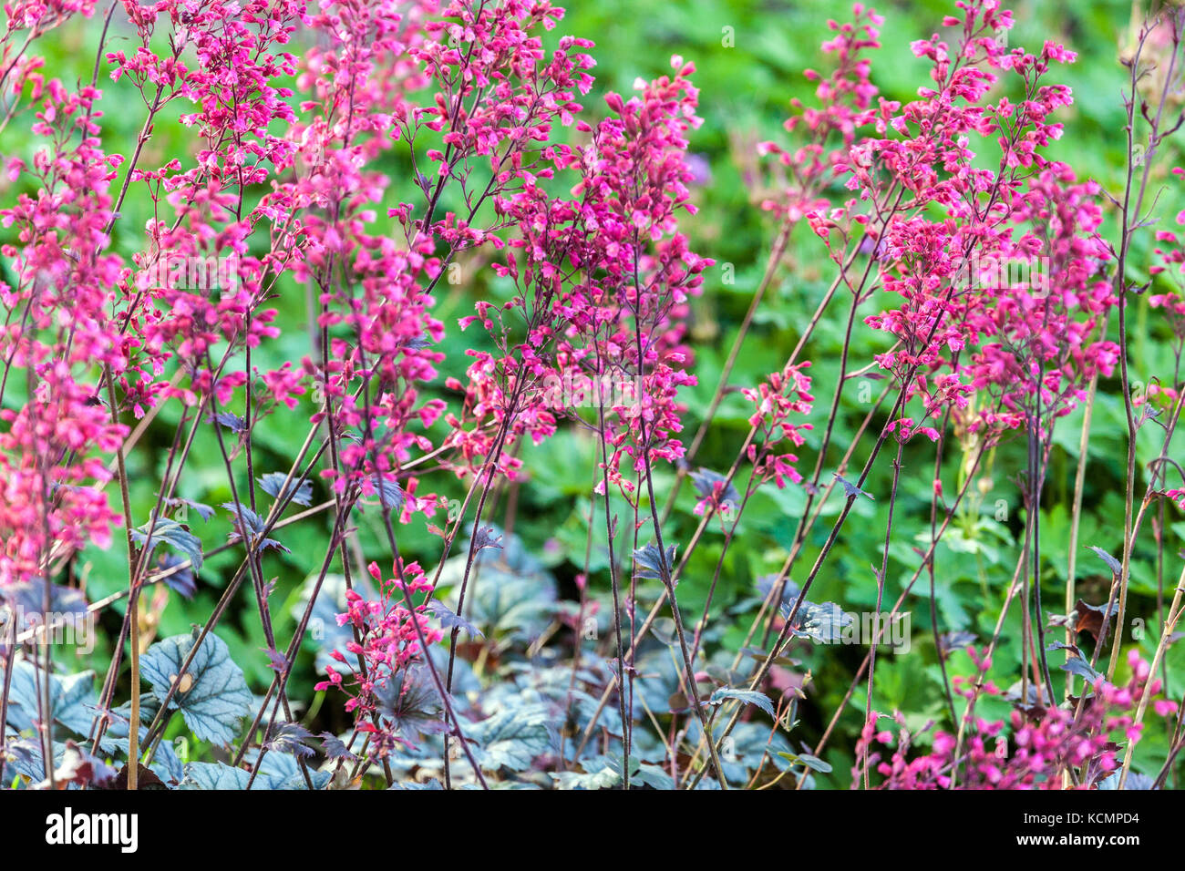 Corallo Bells Heuchera "Rave on" Heuchera fiori Foto Stock