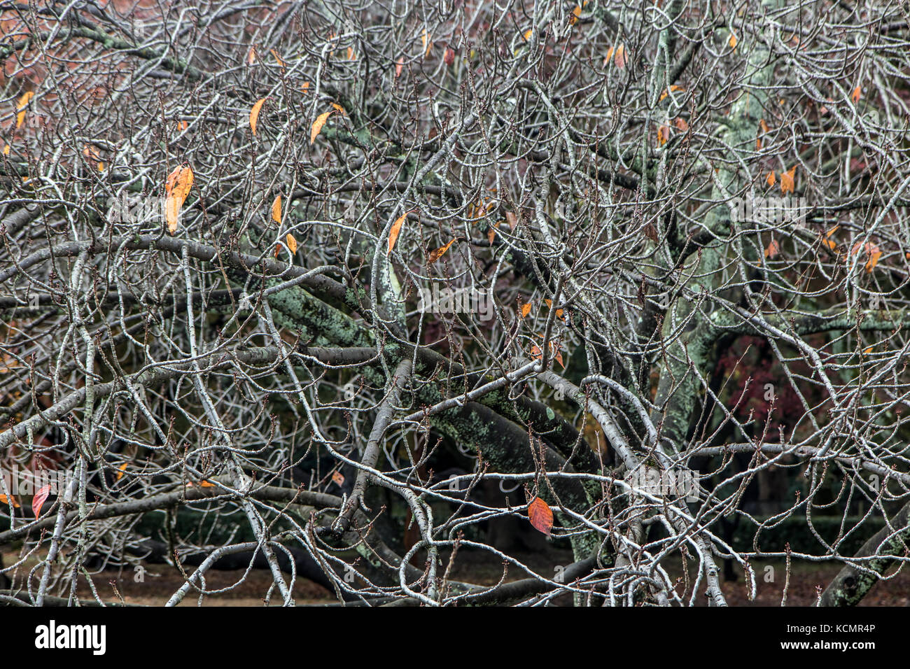 I rami di un albero senza foglie in autunno Foto Stock