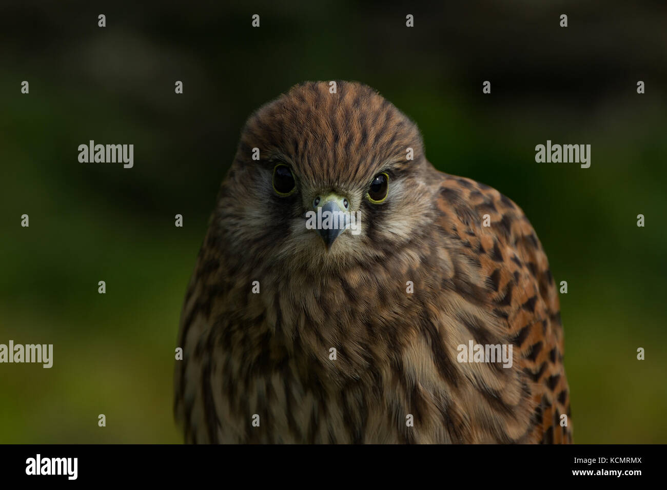 Il gheppio. Falco tinnunculus. Ritratto di captive femmina. La contea di Powys. Galles Foto Stock