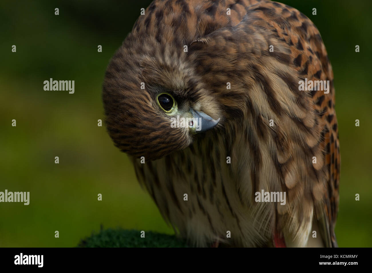 Il gheppio. Falco tinnunculus. Ritratto di captive femmina su pesce persico. La contea di Powys. Galles Foto Stock