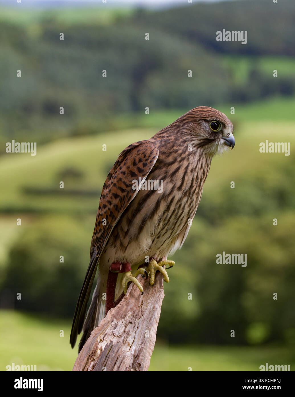 Il gheppio. Falco tinnunculus. Unico prigioniero femmina giovanile sul ceppo di albero. La contea di Powys. Galles Foto Stock