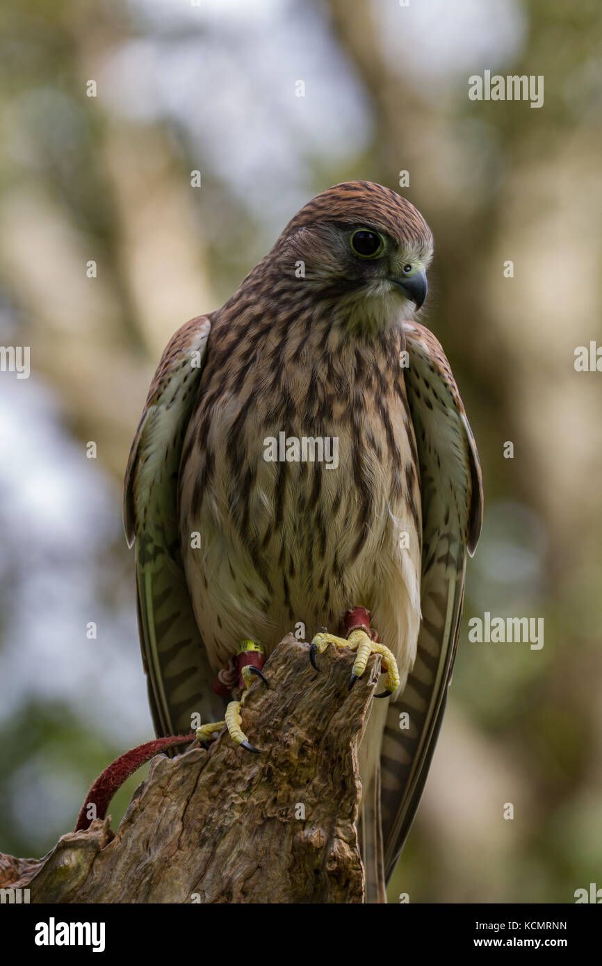 Il gheppio. Falco tinnunculus. Unico prigioniero femmina giovanile sul ceppo di albero. La contea di Powys. Galles Foto Stock