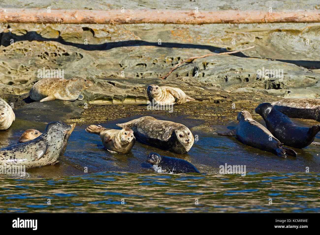 Un cucciolo di foche arriva a riva per unirsi alla sua mandria di foche del Porto (Phoca vitulina), crogiolandosi nella calda luce del sole su un'isola appartata riva Foto Stock