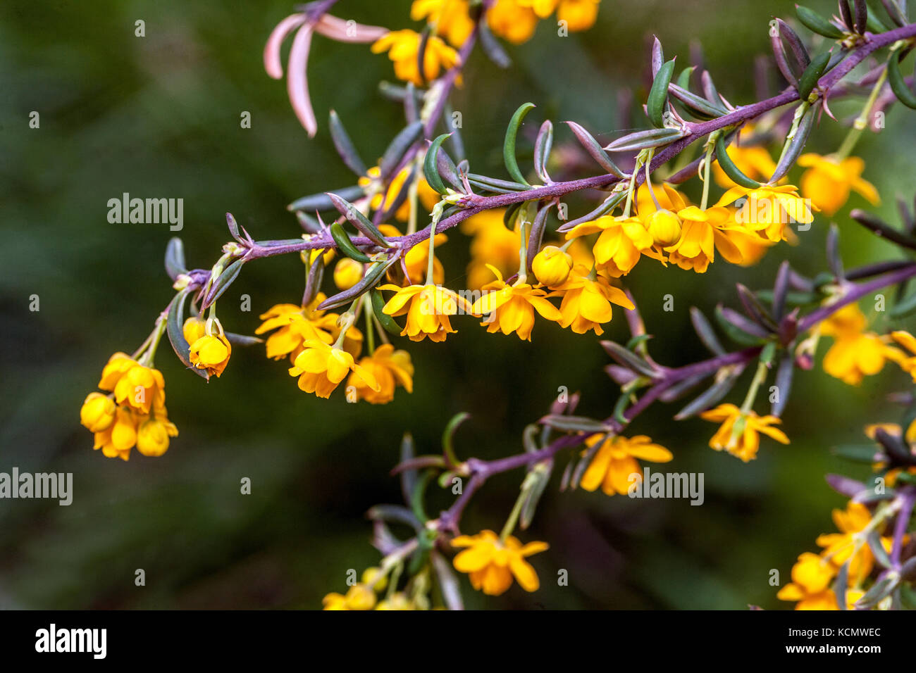 Giallo primo piano fiore Barberry Berberis stenophylla Foto Stock
