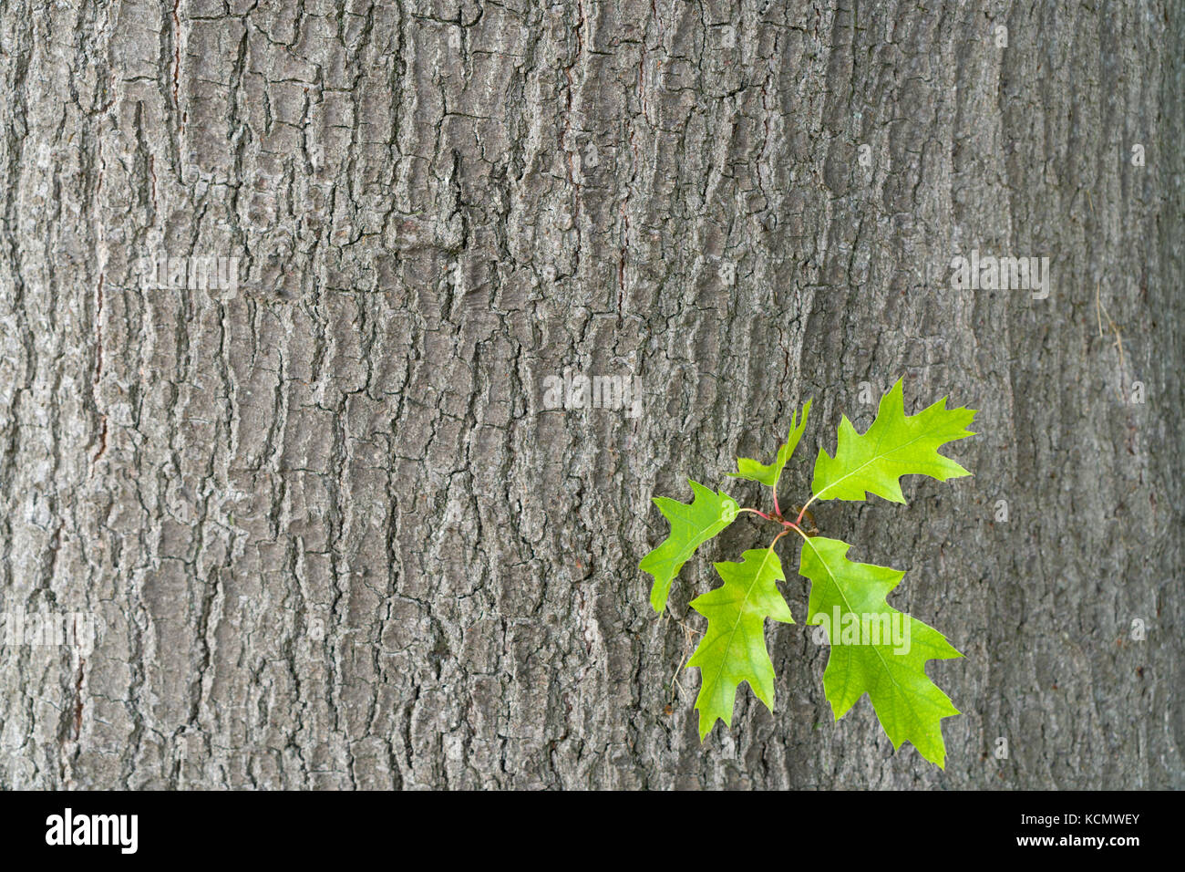 Verde di foglie di quercia contro uno sfondo di corteccia di quercia. molla in un boschetto di querce. copiare gli spazi. Foto Stock