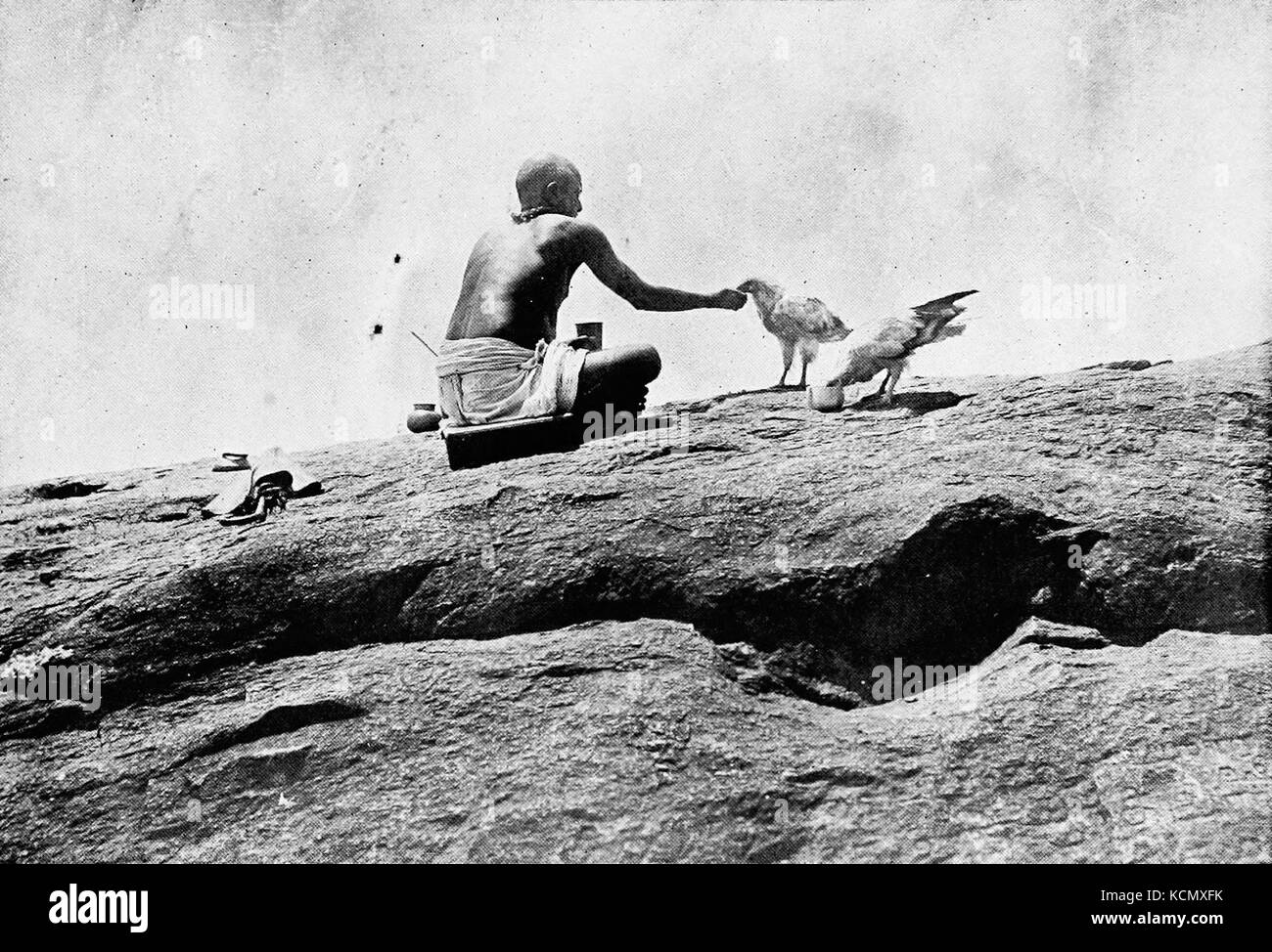 EgyptianVultureThurston Foto Stock