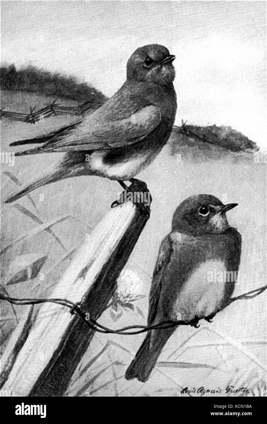 Bluebirds Foto Stock