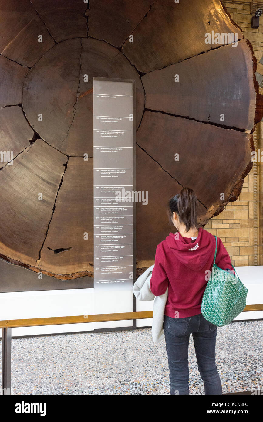 Una donna che guarda ad una fetta di un gigantesco albero di sequoia presso il Museo di Storia Naturale di Londra, Regno Unito Foto Stock