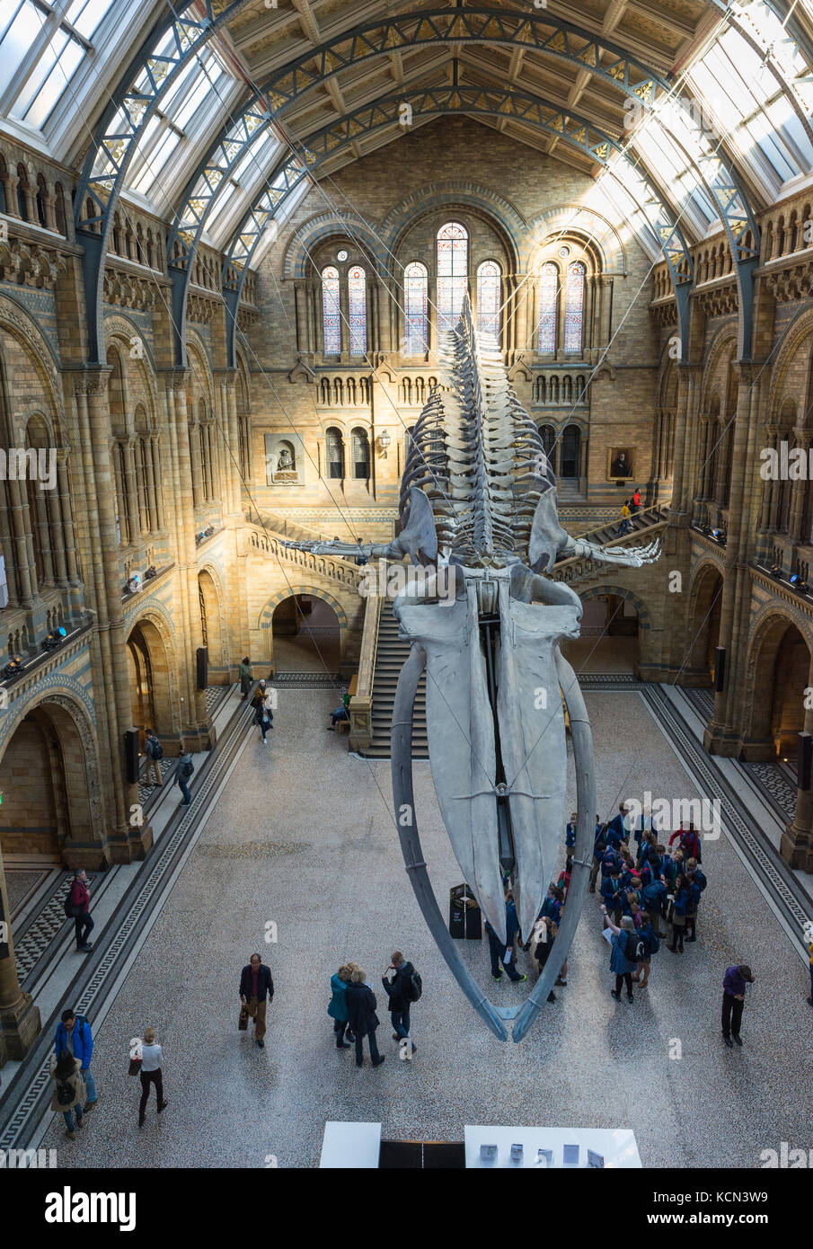 Blue Whale Skeleton presentano nell'Hintze sala del Museo di Storia Naturale di Londra, Regno Unito Foto Stock