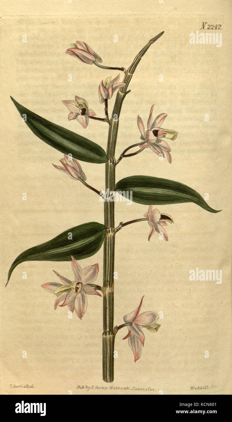 Dendrobium aphyllum (come Dendrobium cucullatum) Curtis' 48 pl. 2242 (1821) Foto Stock