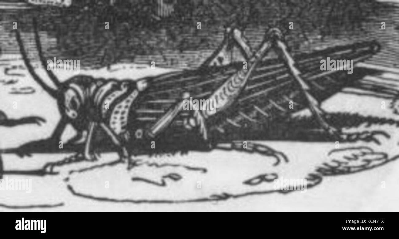 Bianco e Nero Grasshopper disegno Foto Stock