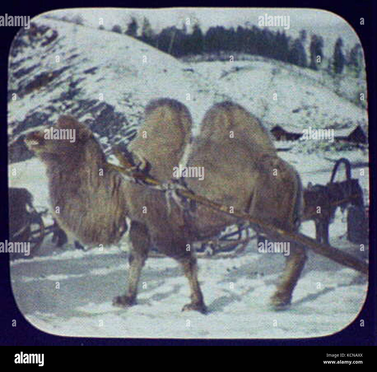 Una fotografia ravvicinata di un cammello battriano nella regione di Amur, che cattura le caratteristiche uniche di questa specie di cammello a due gobbe originaria dell'Asia centrale. Conosciuto per la sua capacità di sopravvivere in climi difficili, il cammello battriano è un animale vitale per il trasporto e l'adattamento nel deserto. Foto Stock