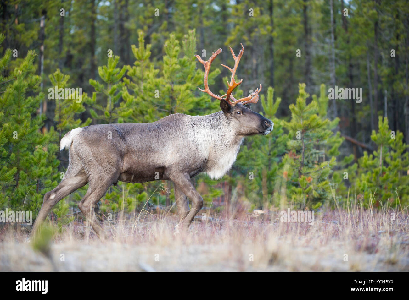 Maschio di terreno boscoso dei caribù, Rangifer tarandus caribou, Central British Columbia, Canada Foto Stock