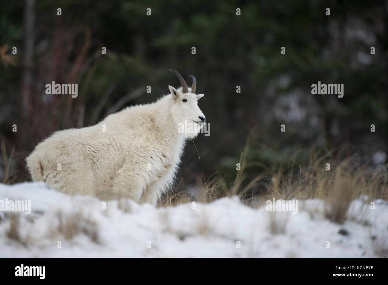 Maschio di capra di montagna, Oreamnos americanus, sud della British Columbia, Canada Foto Stock