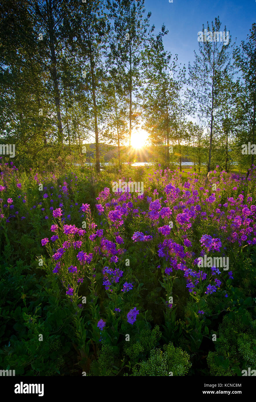 Hesperis matronalis (Dames razzo) in piena fioritura come essi immergere nella tarda primavera sun al fianco di Swan Lake in Vernon nella regione Okanagan della British Columbia, Canada Foto Stock