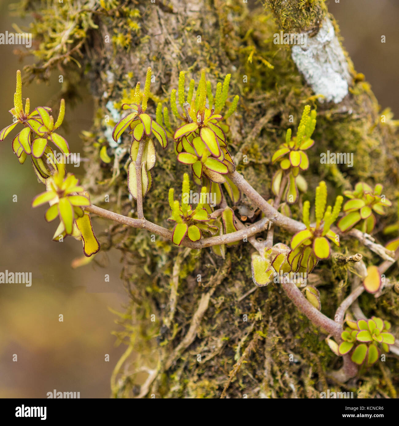 Orchid e moss - santa cruz, Galapagos, Ecuador Foto Stock