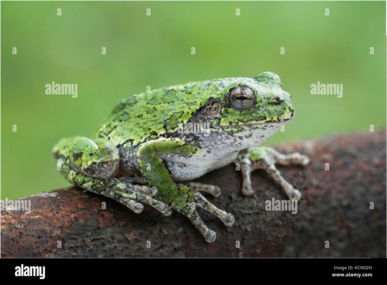 Comune treefrog grigio, hyla versicolor, baia del nord, nord-orientale della ontario, Canada Foto Stock