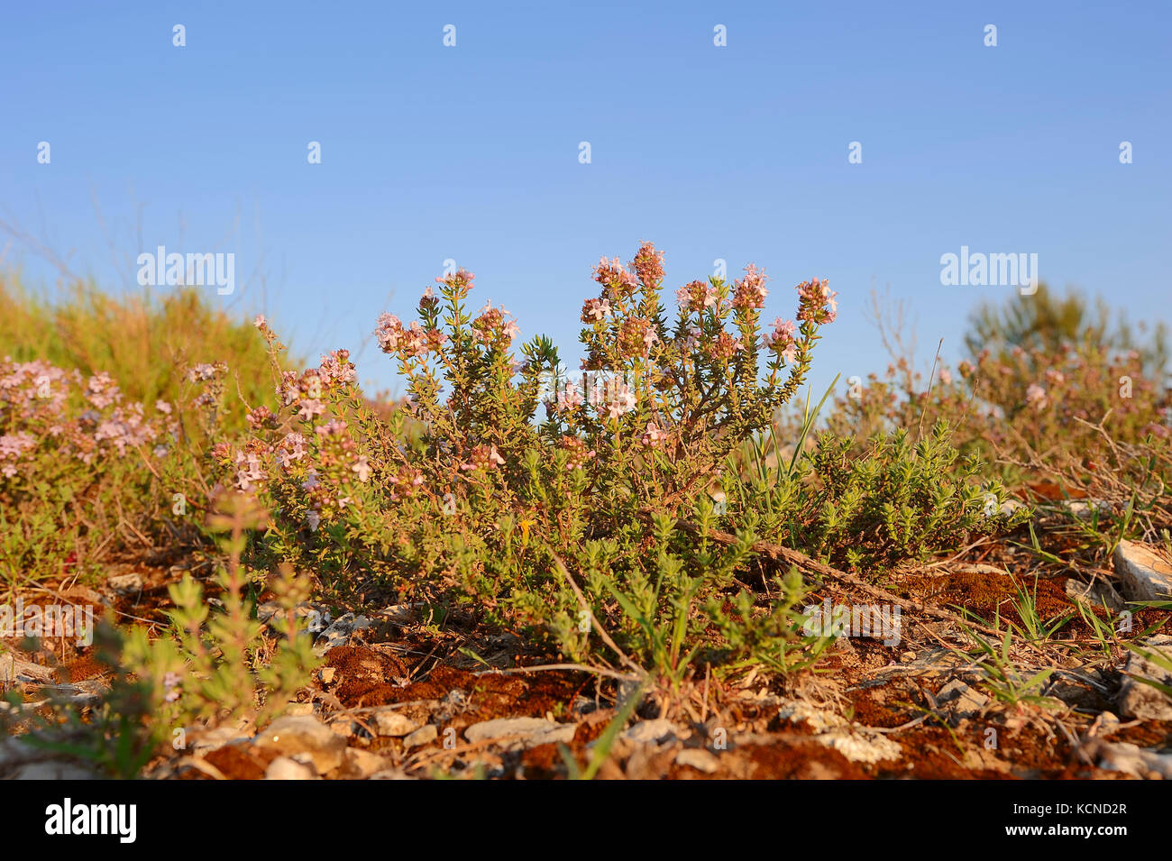 Timo comune, Provenza, Francia meridionale / (Thymus vulgaris) | Echter su Thymian, Provenza, Suedfrankreich / (Thymus vulgaris) Foto Stock