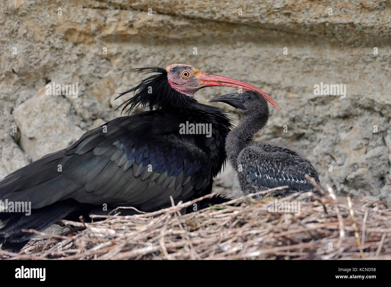 Northern calvo Ibis con pulcino al nido / (Geronticus eremita) | Waldrapp mit Kueken im Nest / (Geronticus eremita) Foto Stock