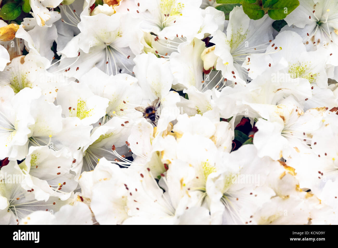 Bee impollinare i fiori bianchi a isabella plantation, un Woodland Garden a Richmond Park nel sud ovest di Londra Foto Stock