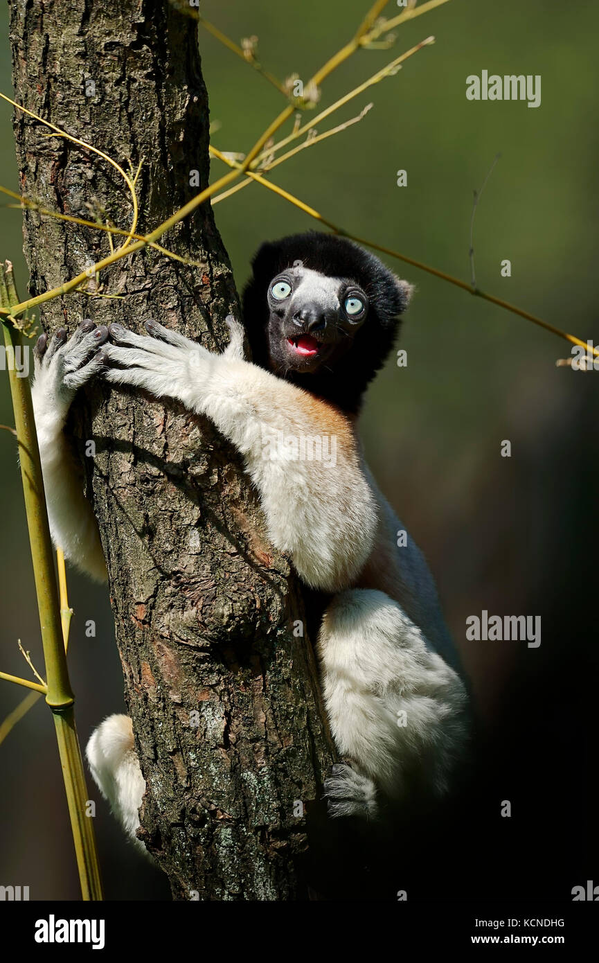 Incoronato Sifaka / (Propithecus coronatus, Propithecus verreauxi coronatus) | Kronensifaka Foto Stock