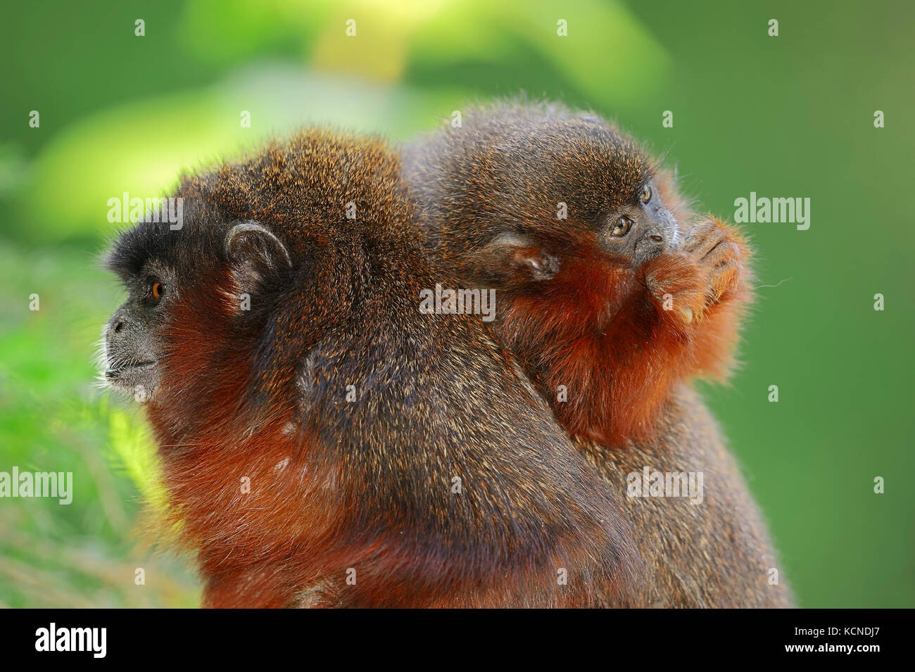 Titi ramato, femmina con giovani / (Callicebus cupreus) | Roter Springaffe, Weibchen mit Jungtier / (Callicebus cupreus) Foto Stock